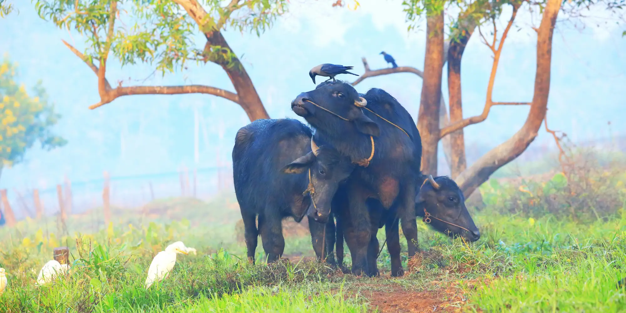 Eindrucksvolles Kerala Rundreise Rundreise Kerala Indien Ayuboa 4 Tage